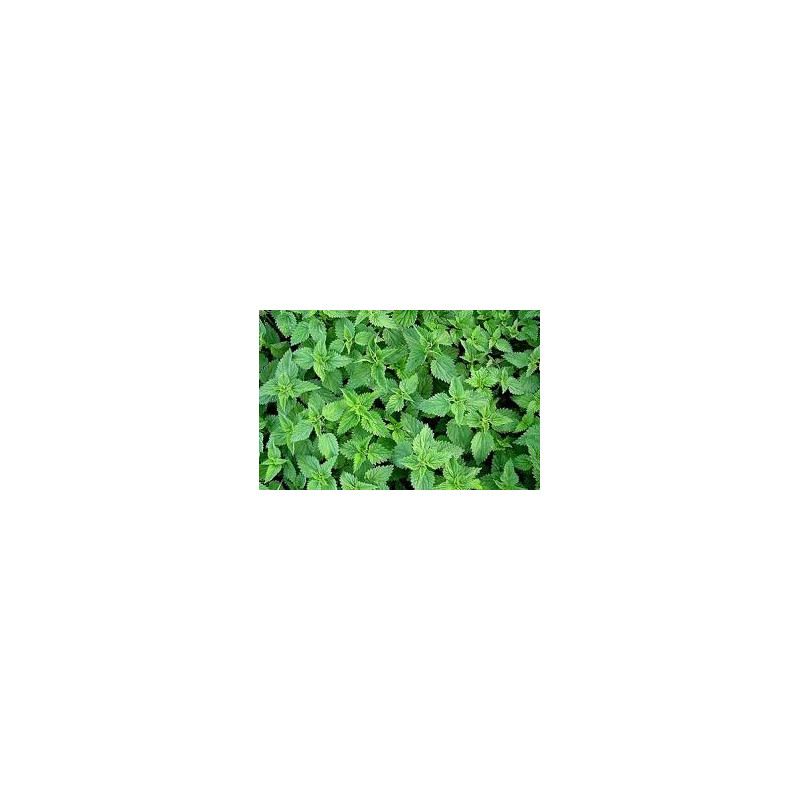 CAPSULE DIN GRAU VERDE 70 CAPS/CUT