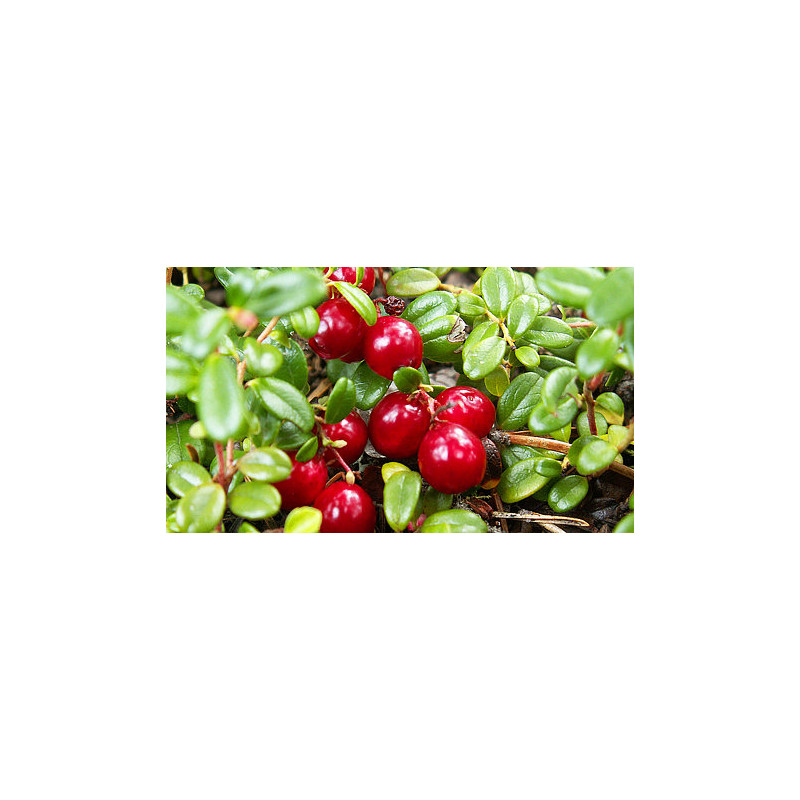 JUTAVIT MERISOR EXTRACT DE| SPLINUTA 800MG 100 TABLETE