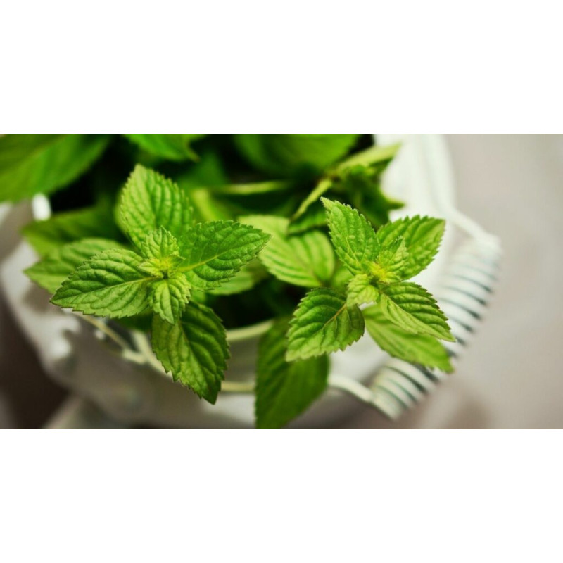 DR Herz&nbsp;Ulei de&nbsp;Menta piperata&nbsp;aromaterapie 10ml