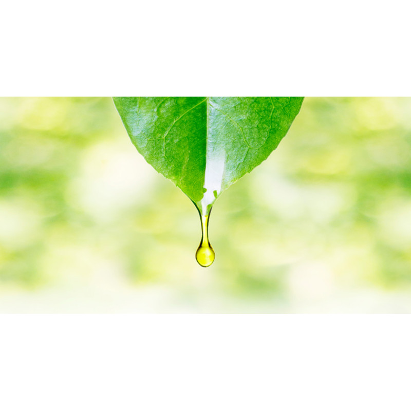 DR Herz&nbsp;Ulei de&nbsp;Eucalipt&nbsp;aromaterapie 10ml