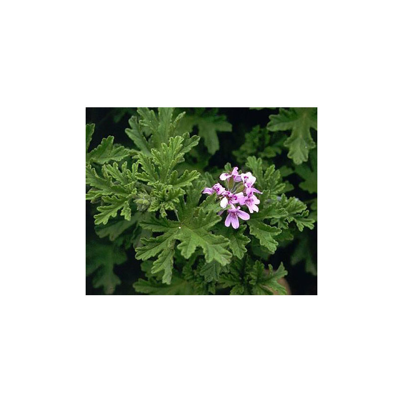 DR Herz&nbsp;Ulei de&nbsp;Geraniu&nbsp;aromterapie 10ml