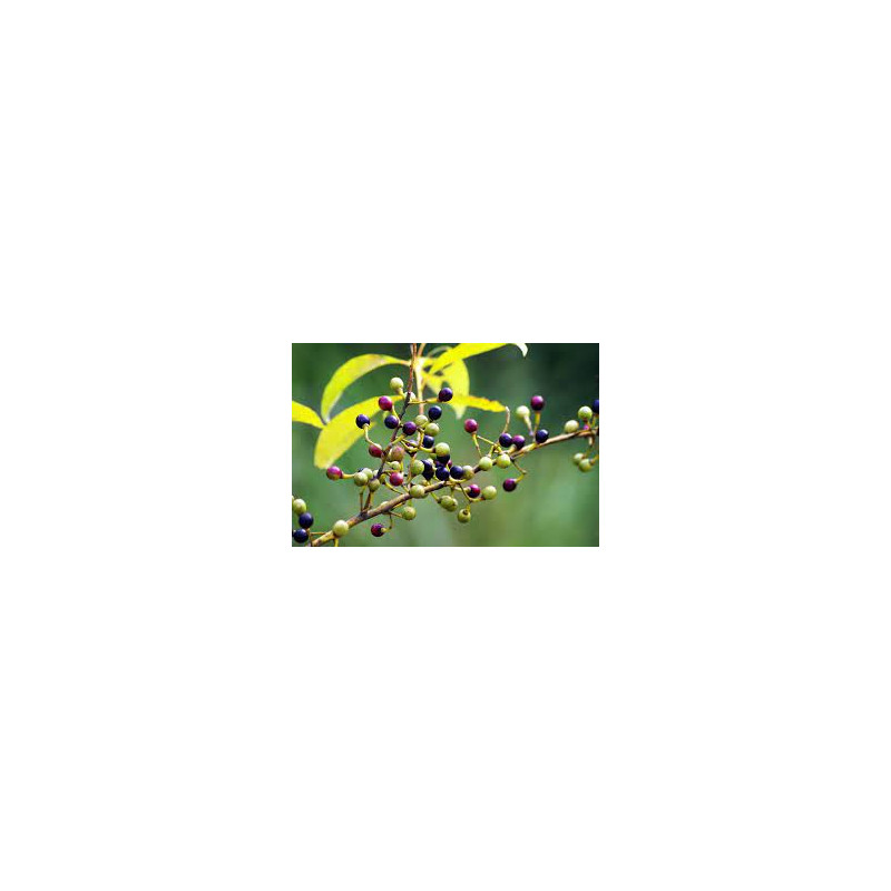 DR Herz&nbsp;Ulei de&nbsp;Piper Cubeba&nbsp;aromaterapie 10ml