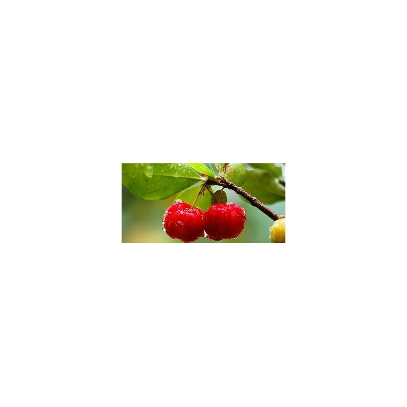 VITAMINA C 100%NATURALA CU ACEROLA PT.COPII| 100MG 60TB MASTICABILE
